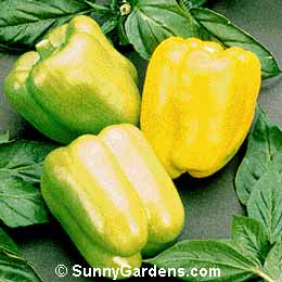 Capsicum annuum, Bell Pepper