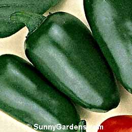 Capsicum annuum, Jalapeno Pepper