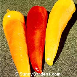 Capsicum annuum, Banana Pepper