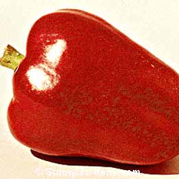 Capsicum annuum, Pimento Pepper