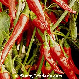 Capsicum annuum, Hot Pepper
