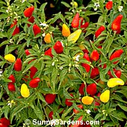 Capsicum annuum, Red Pepper, Cayenne Pepper, Chili Pepper