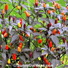 Capsicum annuum, Red Pepper