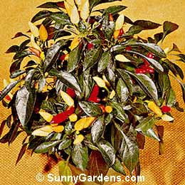 Capsicum annuum cerasiforme, Ornamental Pepper