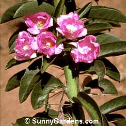 Pereskia grandiflora, Rose Cactus, Rhodocactus grandifolius, Pereskia grandifolia