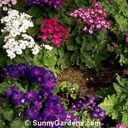Pericallis x hybrida, Florist's Cineraria, Cineraria x hybrida