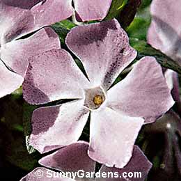 Vinca major, Large Periwinkle, Myrtle