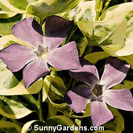 Vinca major variegata, Large Variegated Periwinkle