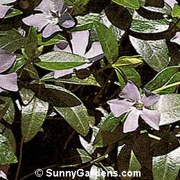 Vinca minor, Dwarf Periwinkle, Common Periwinkle