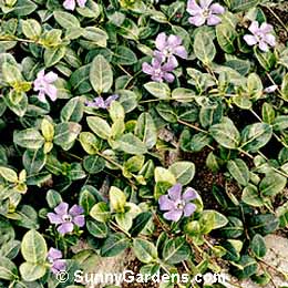 Vinca minor, Dwarf Periwinkle