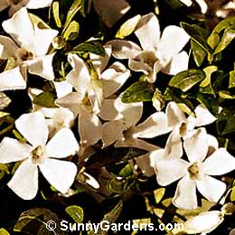 Vinca minor alba, Dwarf Periwinkle