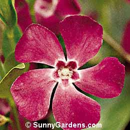 Vinca minor atropurpurea, Dwarf Periwinkle