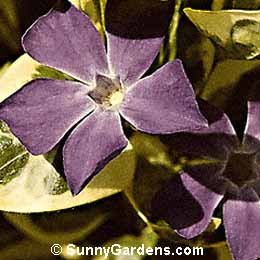 Vinca minor variegatum, Dwarf Periwinkle