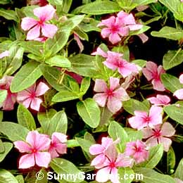 Catharanthus roseus, Madagascar Periwinkle, Annual Vinca