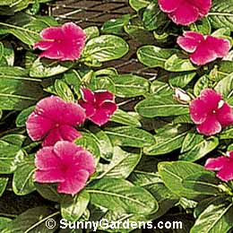 Catharanthus roseus, Madagascar Periwinkle, Annual Vinca