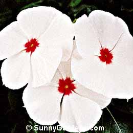 Catharanthus roseus, Madagascar Periwinkle, Annual Vinca