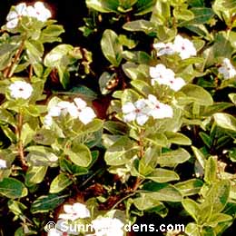 Catharanthus roseus, Peppermint Cooler Vinca, Annual Vinca