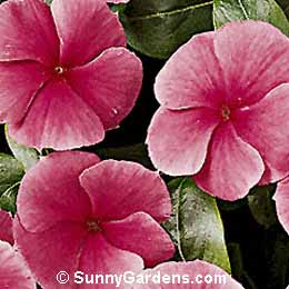 Catharanthus roseus, Madagascar Periwinkle, Annual Vinca