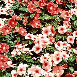 Catharanthus roseus, Vinca rosea, Annual Vinca