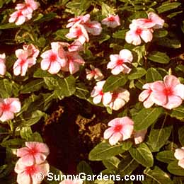 Catharanthus roseus, Madagascar Periwinkle, Annual Vinca