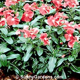 Catharanthus roseus, Madagascar Periwinkle, Annual Vinca