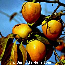 Diospyros kaki, Japanese Persimmon