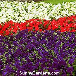 Petunia, Petunia, Common Garden Petunia