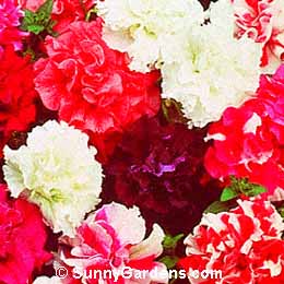 Petunia x hybrida, Petunia, Common Garden Petunia