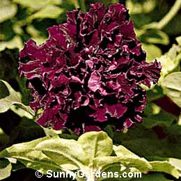Petunia x hybrida, Petunia