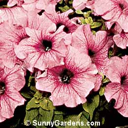 Petunia x hybrida, Petunia