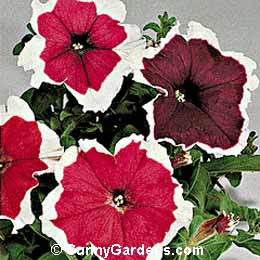Petunia x hybrida, Petunia