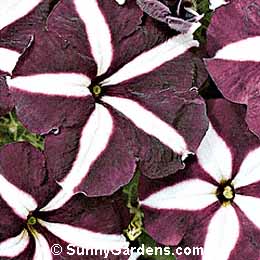 Petunia x hybrida, Petunia