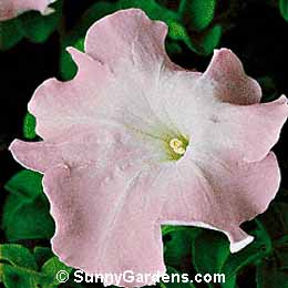 Petunia x hybrida, Petunia