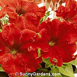 Petunia x hybrida, Common Garden Petunia