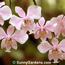 Phalaenopsis schilleriana, Moth Orchid