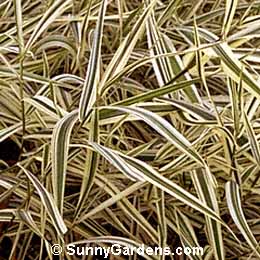 Phalaris arundinacea, Ribbon Grass, Gardener's Garters, Reed Canary Grass