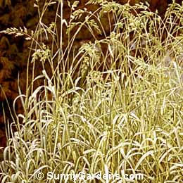 Phalaris arundinacea, Feecy's Form Ribbon Grass, Strawberries and Cream Ribbon Grass