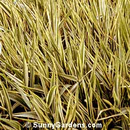 Phalaris arundinacea picta, Ribbon Grass, Gardener's Garters