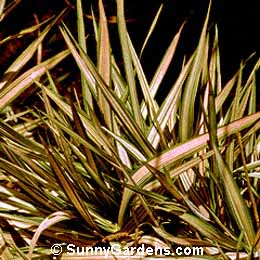 Phalaris arundinacea rosea, Ribbon Grass, Gardener's Garters