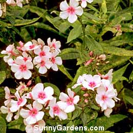 Phlox, Summer Phlox, Garden Phlox, Perennial Phlox