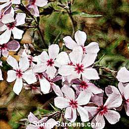 Phlox x, Phlox