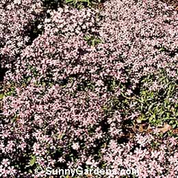 Phlox divaricata, Wild Sweet William, Wild Blue Phlox, Woodland Phlox