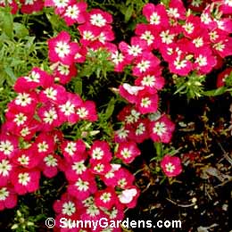 Phlox drummondii, Annual Phlox, Drummond Phlox, Texas Pride