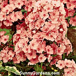 Phlox paniculata, Border Phlox, Garden Phlox, Summer Blooming Phlox