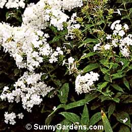 Phlox paniculata, Border Phlox, Garden Phlox, Summer Blooming Phlox