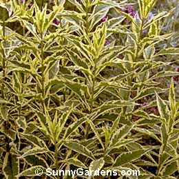 Phlox paniculata, Summer Phlox, Garden Phlox, Perennial Phlox