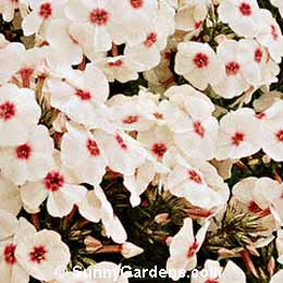 Phlox paniculata, Red Eye Phlox