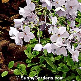 Phlox stolonifera, Creeping Phlox