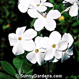 Phlox stolonifera, Creeping Phlox