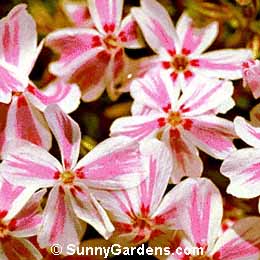 Phlox subulata, Pink Moss, Moss Phlox, Mountain Phlox